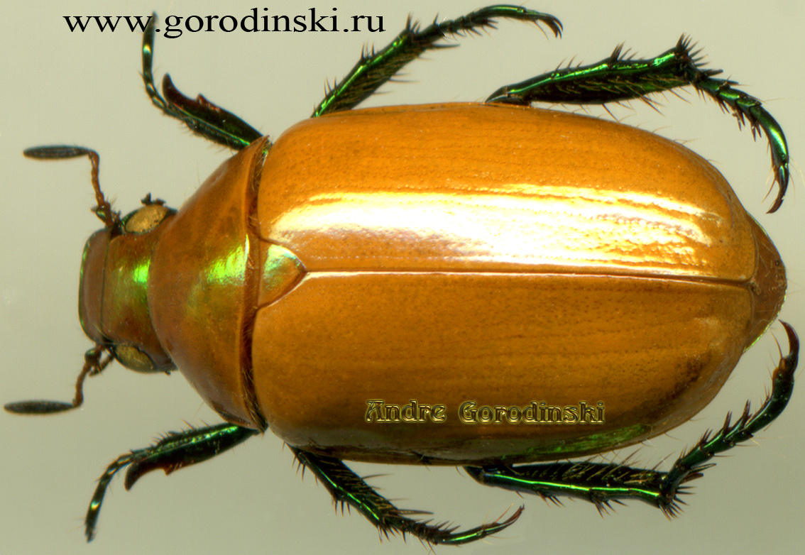 http://www.gorodinski.ru/scarabs/Spilota plagicollis.jpg